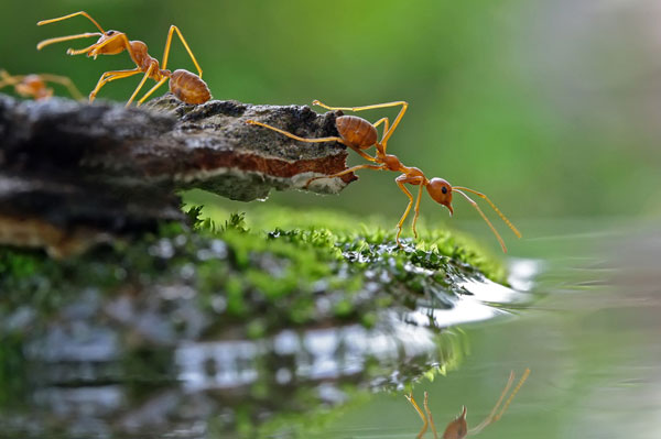 ants-drinking-water.jpg