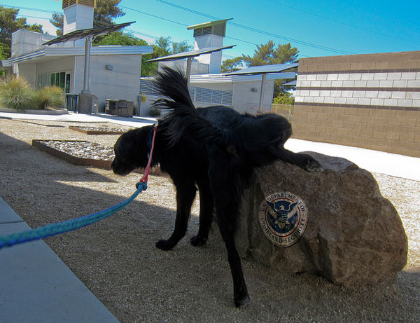 dog-peeing-homeland-security.jpg