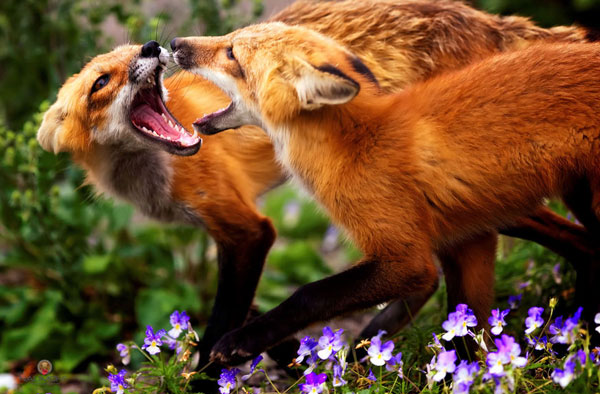 foxes.jpg