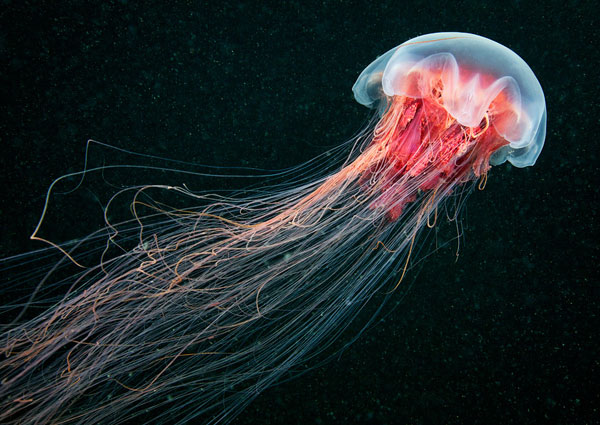 jelly-fish.jpg