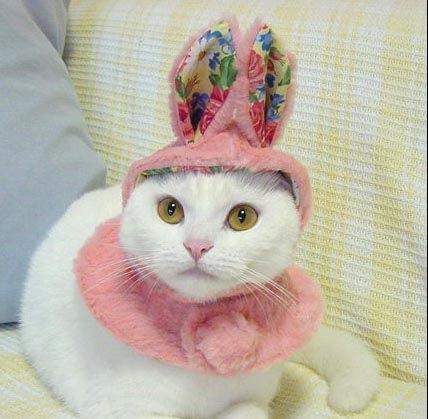 Cat_Fashion3.jpg