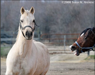 horse_photobombs_02.jpg