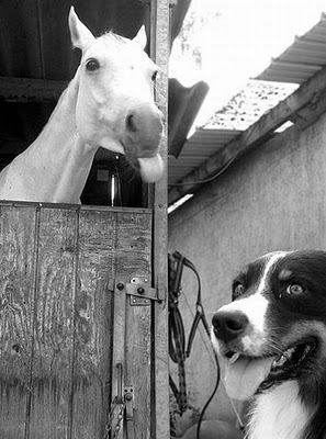 horse_photobombs_11.jpg