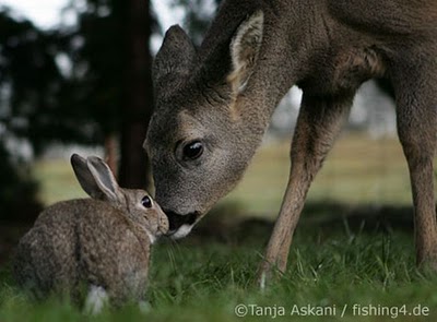 unlikely_animal_friendships_18.jpg