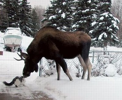 unlikely_animal_friendships_20.jpg