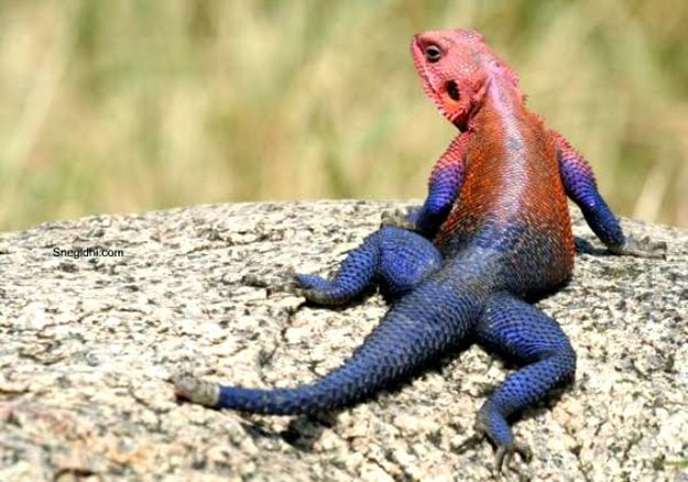 spider-man-lizard-agama-mwanzae_02.jpg