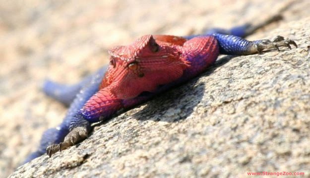 spider-man-lizard-agama-mwanzae_05.jpg