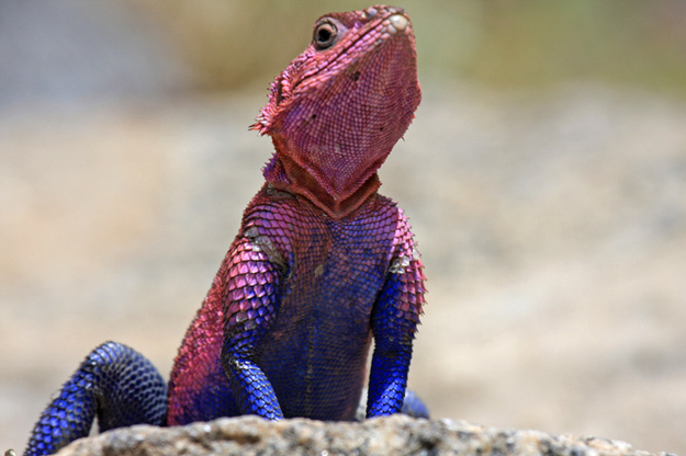 spider-man-lizard-agama-mwanzae_06.jpg