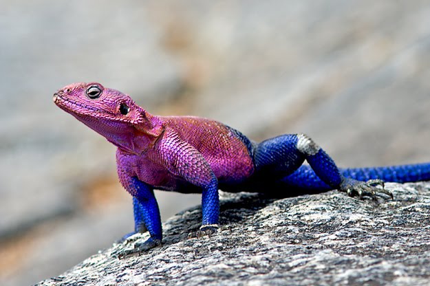 spider-man-lizard-agama-mwanzae_07.jpg