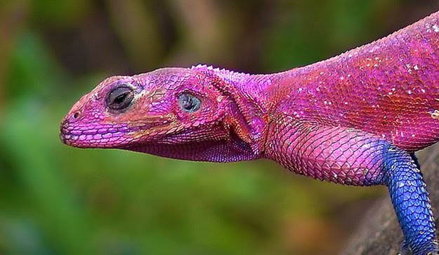 spider-man-lizard-agama-mwanzae_08.jpg