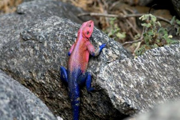 spider-man-lizard-agama-mwanzae_13.jpg