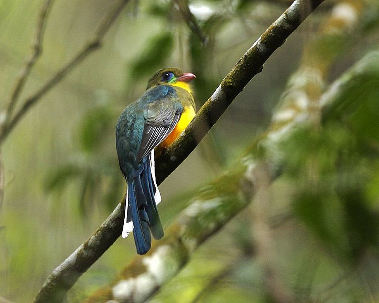 750px-Javan_Trogon_(Harpactes_reinwardtii_reinwardtii).jpg