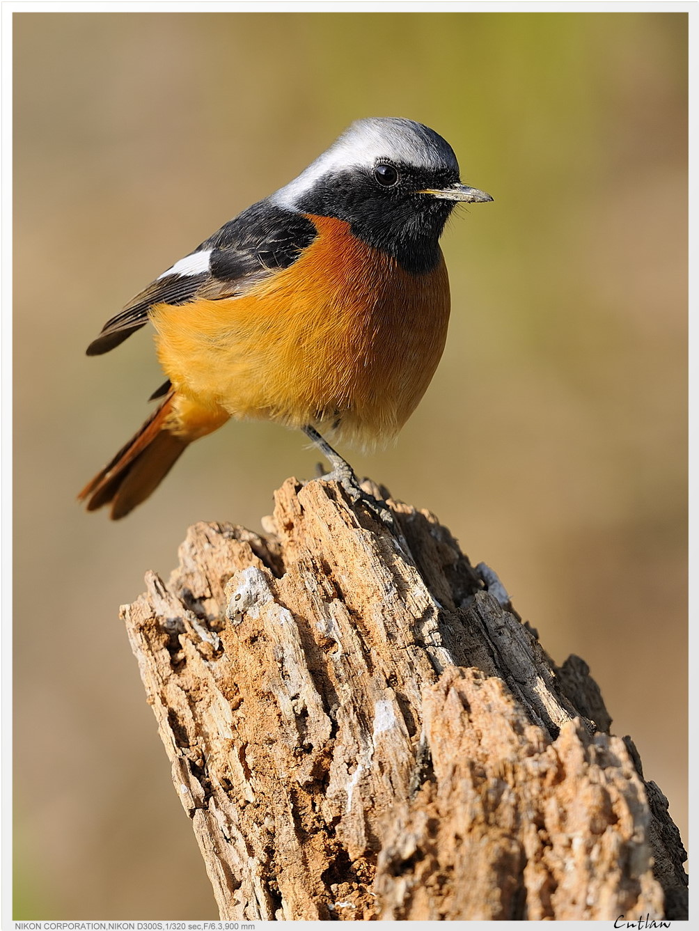 20100118-DaurianRedstart-cntlaw-02.jpg