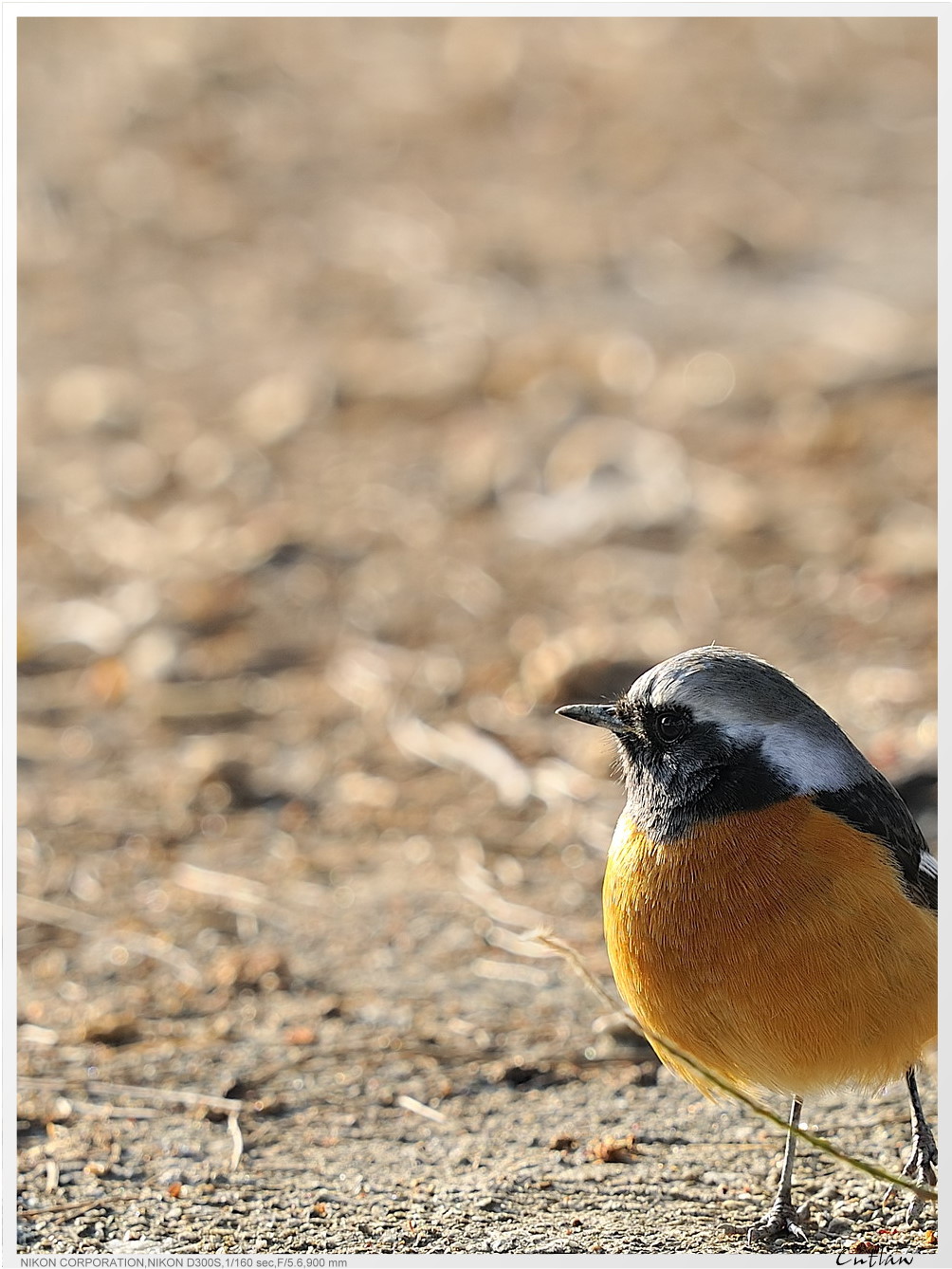 20100118-DaurianRedstart-cntlaw-03.jpg