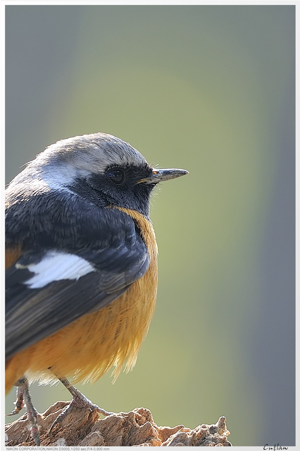 20100118-DaurianRedstart-cntlaw-05.jpg