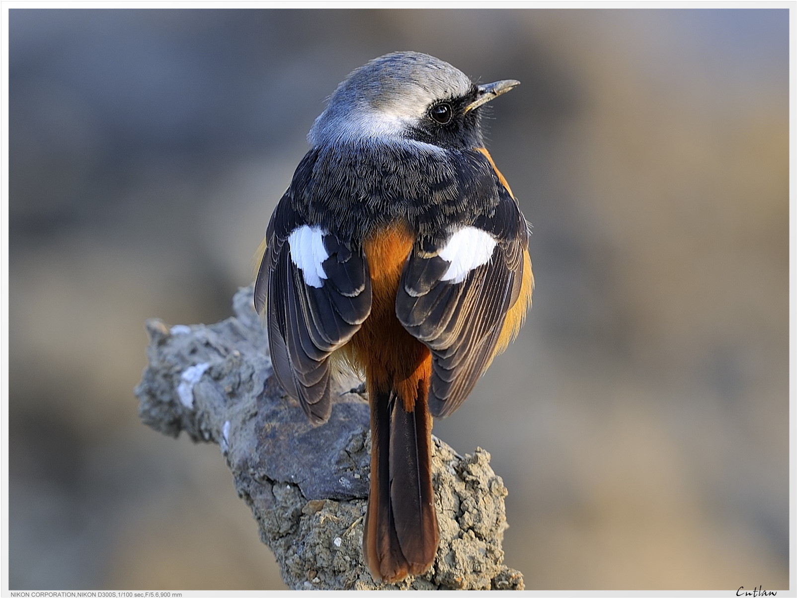 20100118-DaurianRedstart-cntlaw-08.jpg