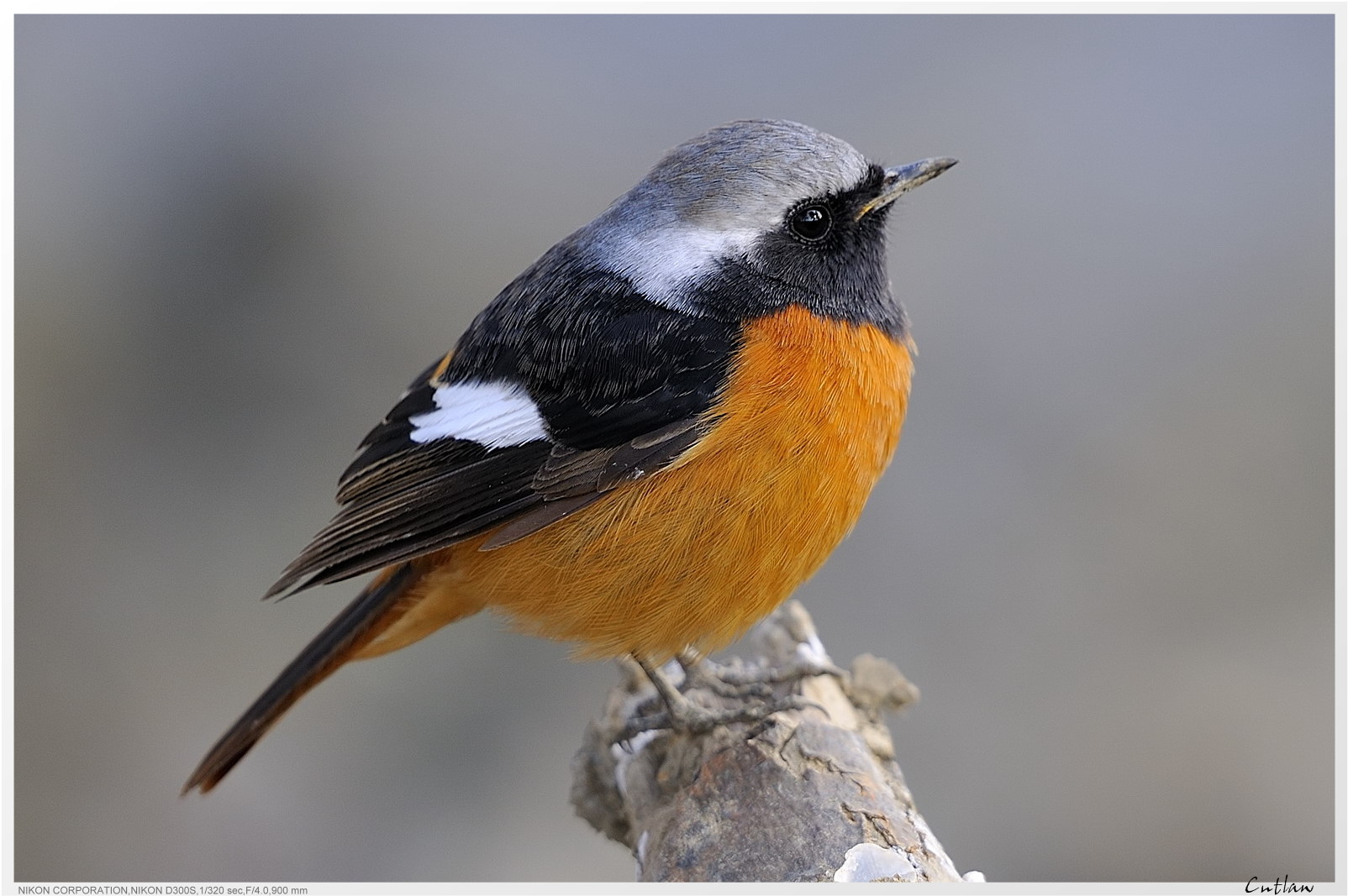 20100118-DaurianRedstart-cntlaw-12.jpg