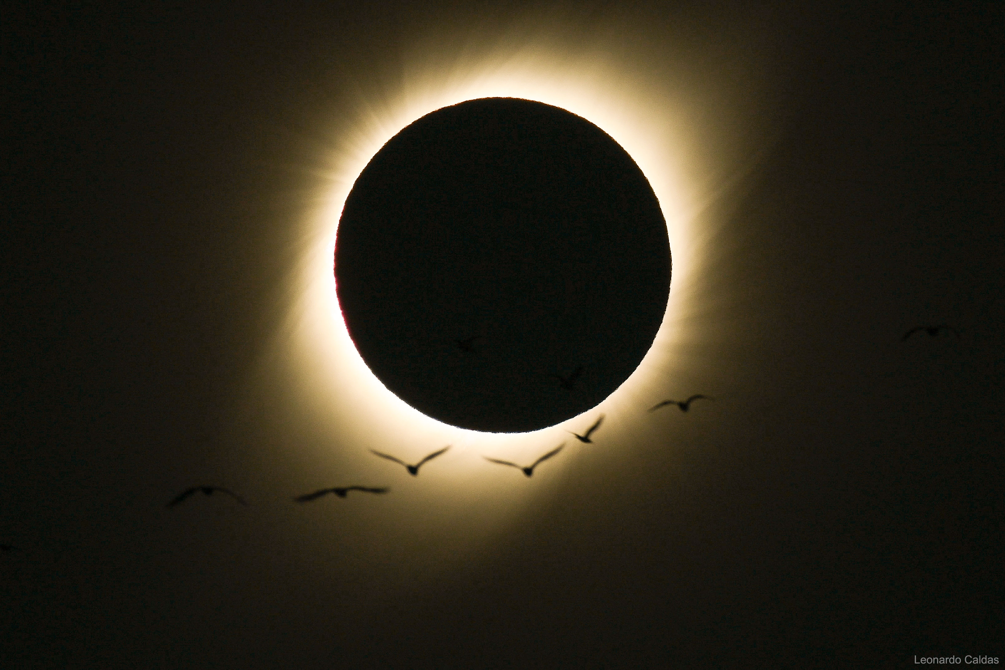 BirdsEclipse_Caldas_3240.jpg