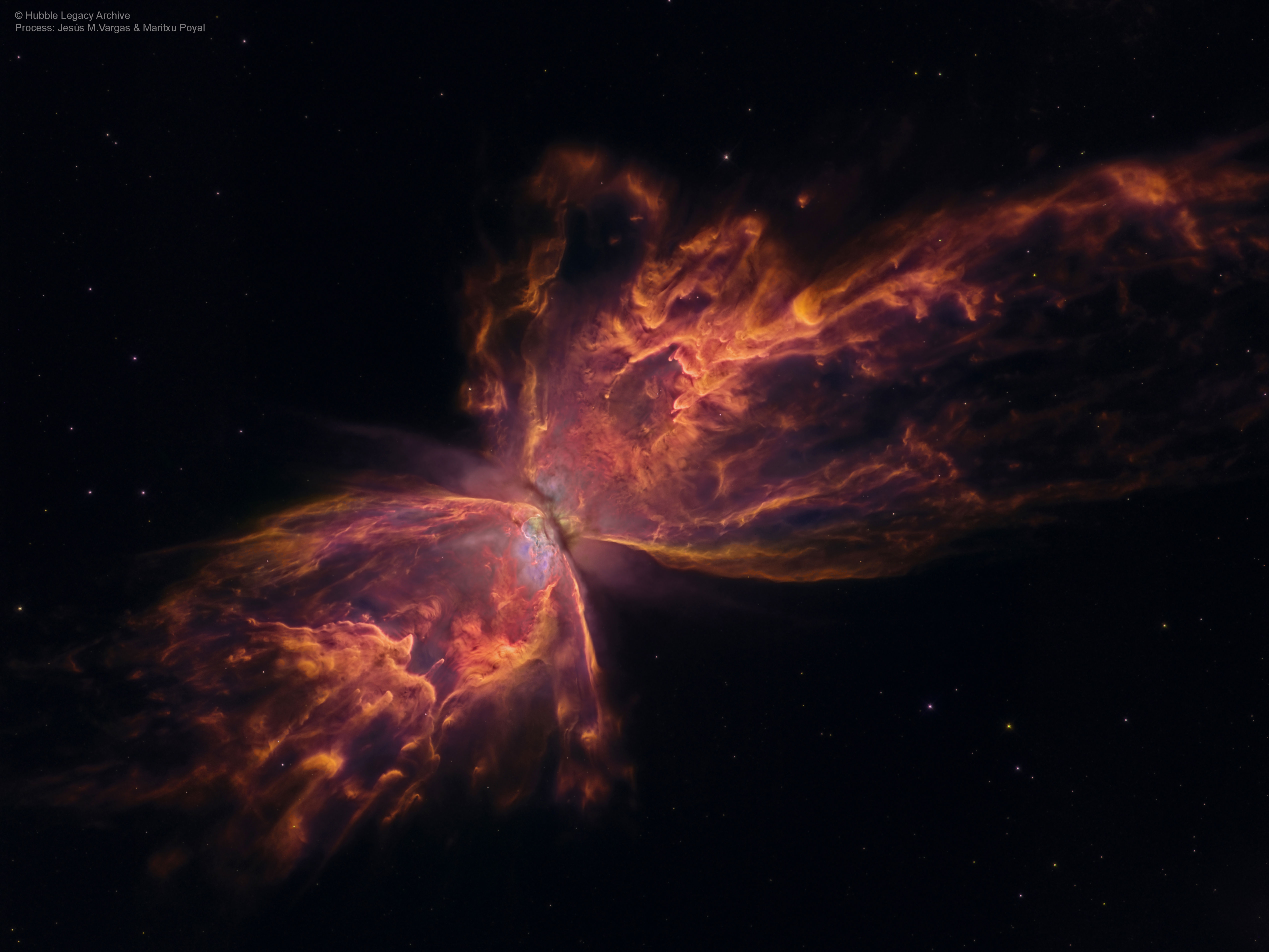 Butterfly_HubbleVargas_5075.jpg