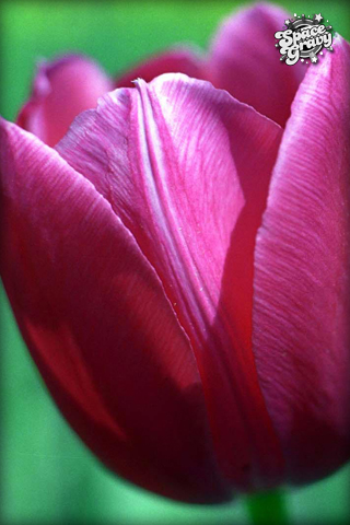 CloseUpTulip.jpg